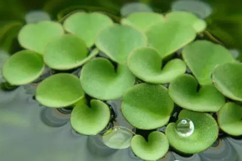 濕地植物 濕地植物